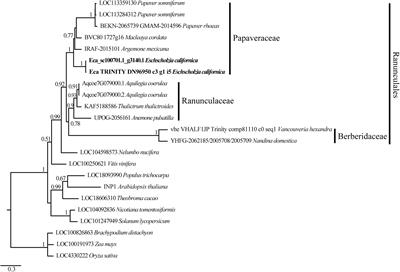 The Role of INAPERTURATE POLLEN1 as a Pollen Aperture Factor Is Conserved in the Basal Eudicot Eschscholzia californica (Papaveraceae)